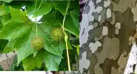 چوب چنار