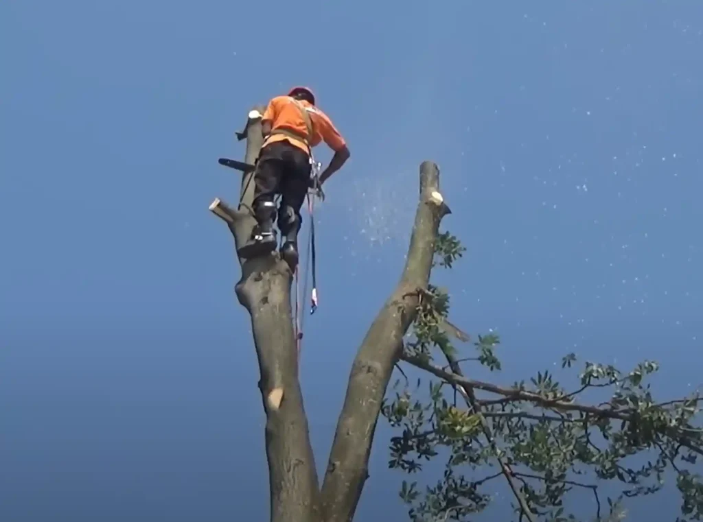 tree cutting from top برش درختاز بالا با اره برقی