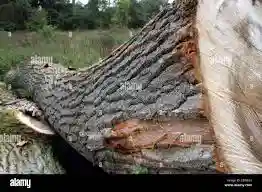 تنه درخت بید