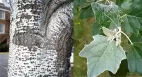 کبوده و برگ کبوده