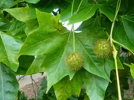 برگ درخت چنار برگ درخت چنار همراه با میوه